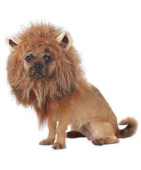 KING OF JUNGLE