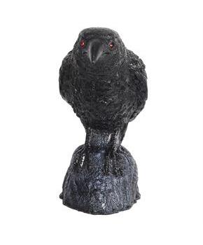 RAVEN HEAD TURNING W SOUND