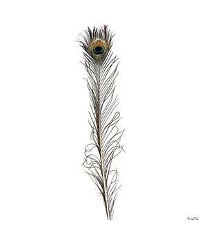 Peacock Feather