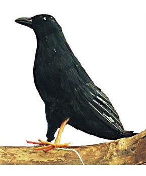 Crow