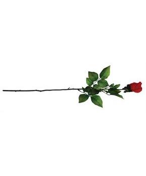 Rose Of Darkness Red