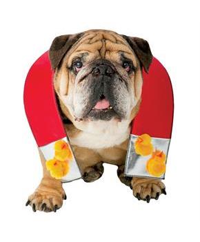 Zelda Chick Magnet Dog