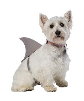 Shark Fin Dog