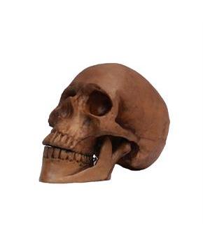 Hard resin human skull with movable jaw
