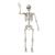 5 Ft. Life-Size Posable Skeleton Halloween Decoration