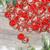 Bulk Red Santa Believe Metal Coins