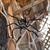 Poseable Hairy Joints Black Wolf Spider Halloween Decoration 55"