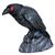 RAVEN HEAD TURNING W SOUND