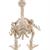 Skeleton Baby Duck Prop