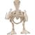 Skeleton Baby Duck Prop