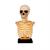 Skeleton Bust on Stand Halloween Tabletop Decoration, 16"