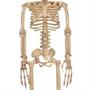 ALIEN SKELETON BONE COLOR 37IN