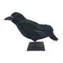 Raven Black