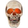 Blazing Scenes Natural Brushed Skull Fire & Ice 10"