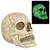 20"Glow-in-the-Dark Skull Halloween Decoration