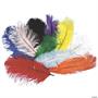 Ostrich Plumes