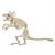 Mouse Standing Skeleton