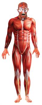Adult Anatomy Man Costume