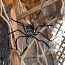 Poseable Hairy Joints Black Wolf Spider Halloween Decoration 55"