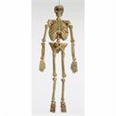 5 Ft. Realistic Skeleton Halloween Decoration