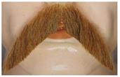 Walrus Mustache - Human Hair