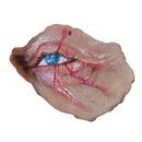 HalloweenT (2018) Michael Myers Dead Eye Prosthetic Appliance