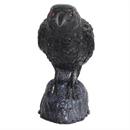 RAVEN HEAD TURNING W SOUND