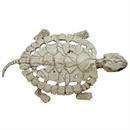 TURTLE SKELETON