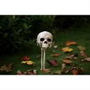 Skull in Hand Groundbreaker