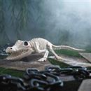 13 1/2" Crocodile Skeleton Halloween Decoration