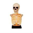 Skeleton Bust on Stand Halloween Tabletop Decoration, 16"