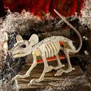 Plastic Rat Skeleton Halloween Tabletop Decoration 24" x 7"