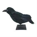 Raven Black