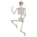 SKELETON TITAN