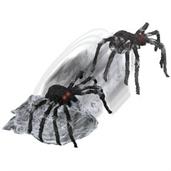 JUMPING SPIDER BLACK